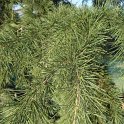 Cedrus deodara rameau